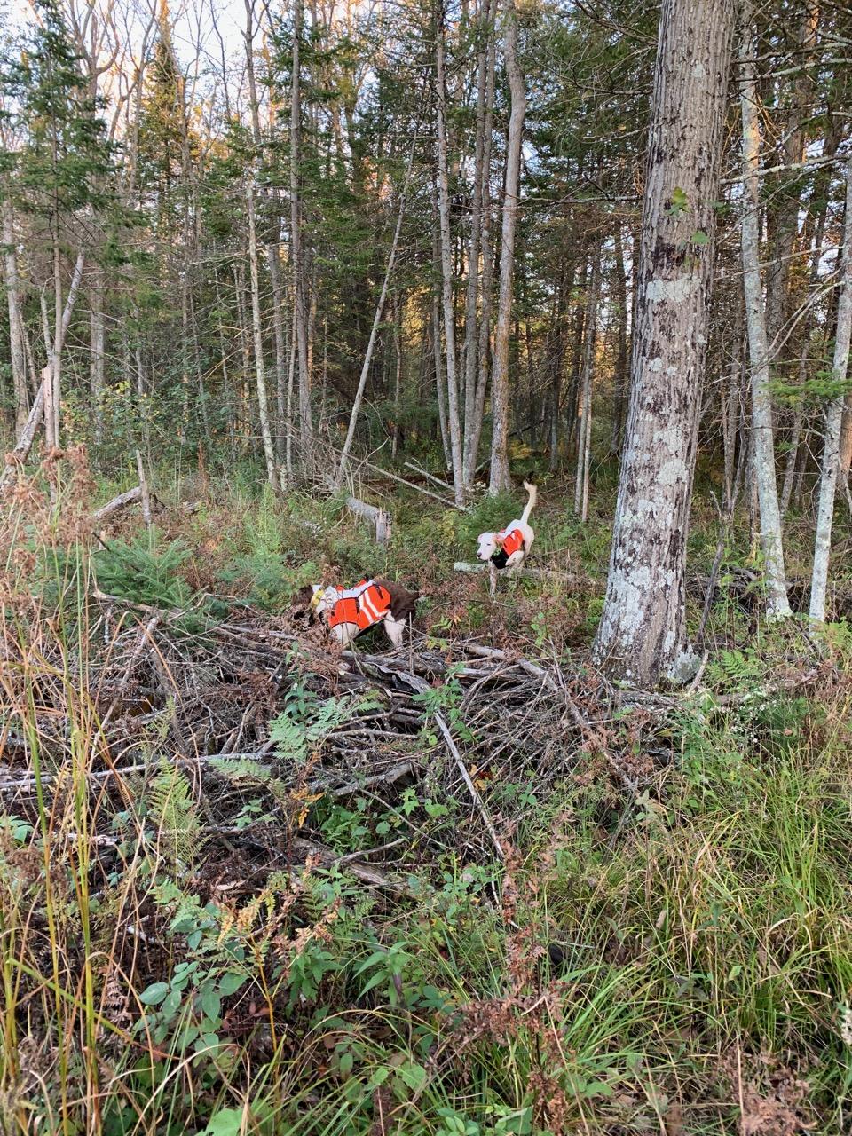 large_553918_woods.jpg