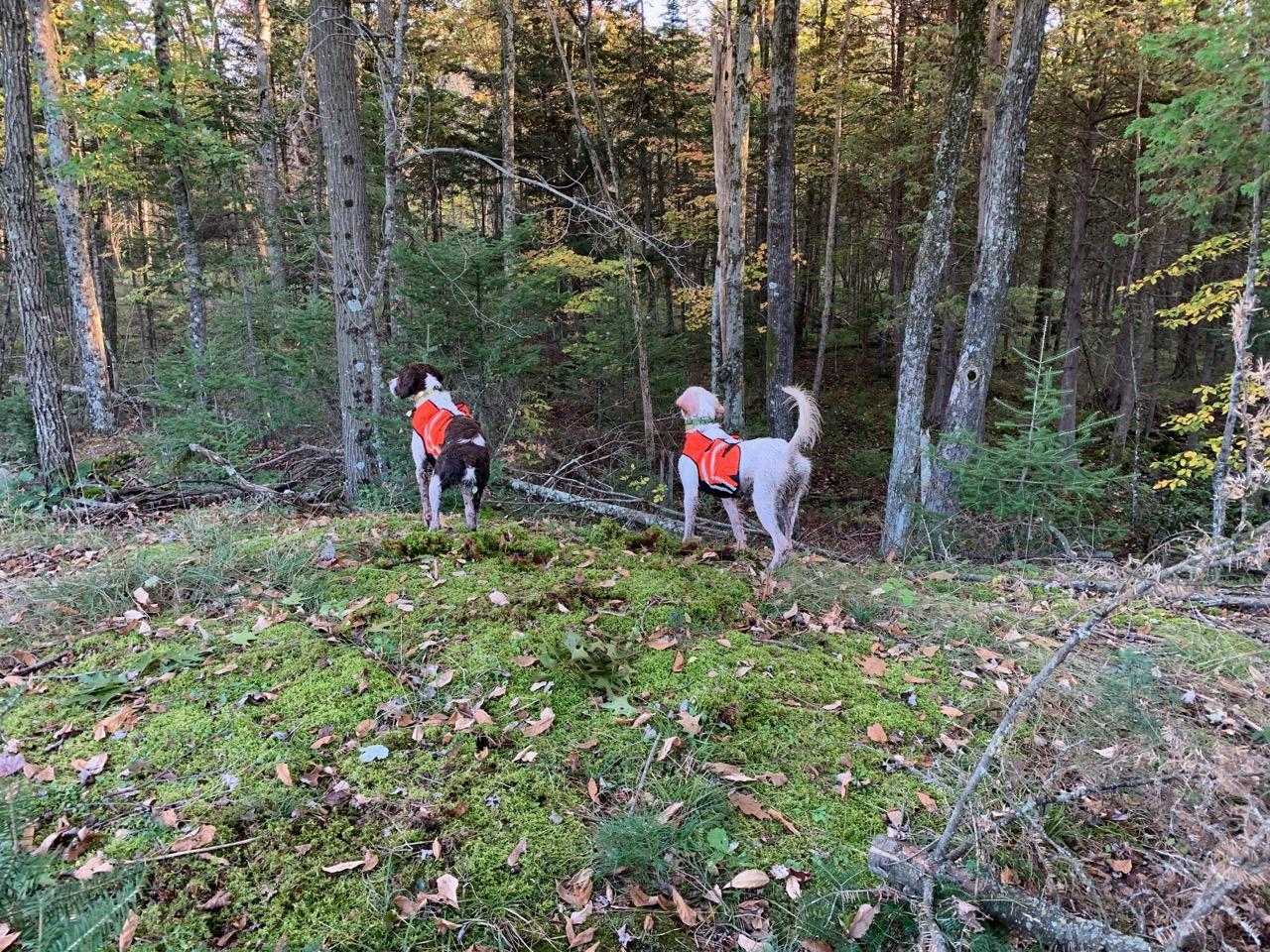 large_553918_woods2.jpg